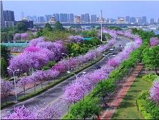 柳州紫荆花文旅宣传片