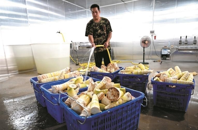 麻竹笋丰收 市场卖得火 柳城县社冲乡大力发展柳州螺蛳粉原材料产业助力乡村振兴