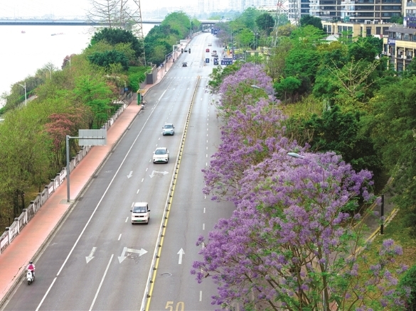蓝花楹盛开 街头添新景